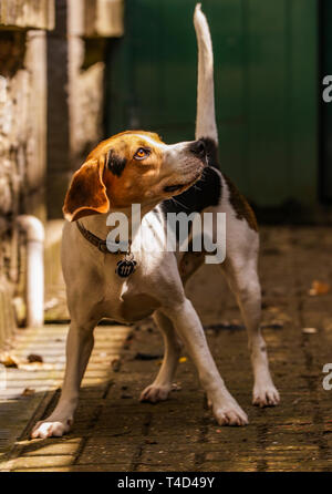 Cane Beagle godendo il tempo di gioco all'aperto su una vecchia base militare nel Devon UK. Foto Stock