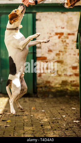 Cane Beagle godendo il tempo di gioco all'aperto su una vecchia base militare nel Devon UK. Foto Stock