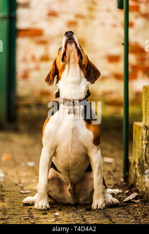 Cane Beagle godendo il tempo di gioco all'aperto su una vecchia base militare nel Devon UK. Foto Stock