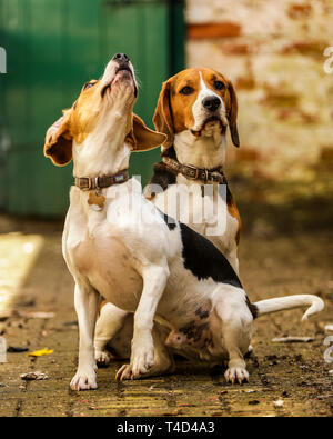 Cane Beagle godendo il tempo di gioco all'aperto su una vecchia base militare nel Devon UK. Foto Stock