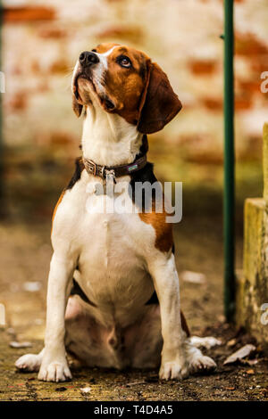 Cane Beagle godendo il tempo di gioco all'aperto su una vecchia base militare nel Devon UK. Foto Stock