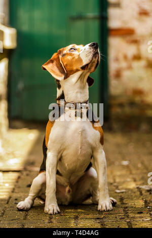 Cane Beagle godendo il tempo di gioco all'aperto su una vecchia base militare nel Devon UK. Foto Stock