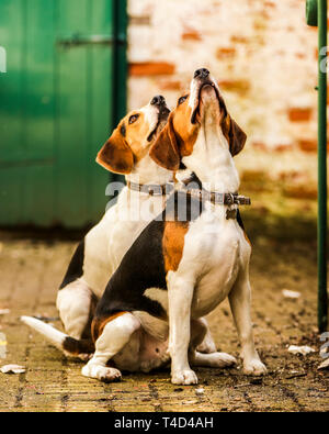 Cane Beagle godendo il tempo di gioco all'aperto su una vecchia base militare nel Devon UK. Foto Stock