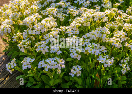 Boccola di bianco aubretia fiori in primo piano, comune piante da giardino d'Europa, sfondo botanico Foto Stock