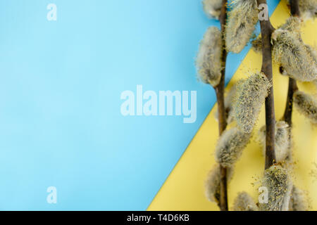 I rami di salici con gemme di colore giallo su un giallo - sfondo blu, copiare lo spazio a sinistra per il tuo testo. Rametti di salice. Foto Stock