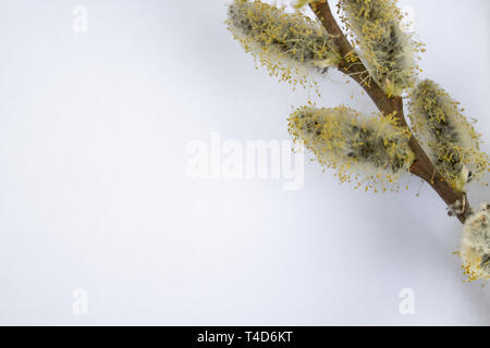 I rami di salici con gemme di colore giallo su sfondo bianco, copiare lo spazio a sinistra per il tuo testo. Rametti di salice. Foto Stock