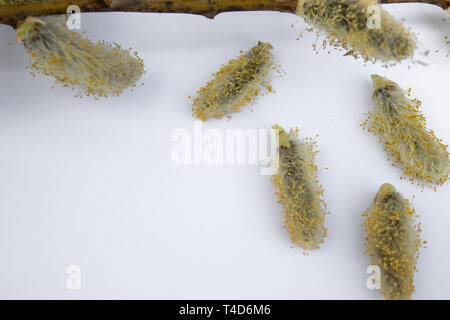 I rami di salici con gemme di colore giallo su sfondo bianco, copiare lo spazio a sinistra per il tuo testo. Rametti di salice. Foto Stock