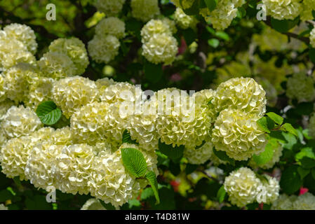 Pieno fiore di viburnum plicatum, noto anche come il giapponese snowball fiori oodemari ( ) in primavera la giornata di sole a Ashikaga parco floreale, Giappone Foto Stock