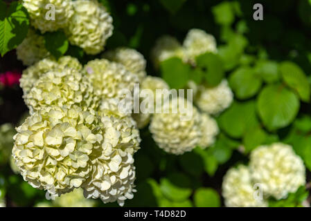 Pieno fiore di viburnum plicatum, noto anche come il giapponese snowball fiori oodemari ( ) in primavera la giornata di sole a Ashikaga parco floreale, Giappone Foto Stock