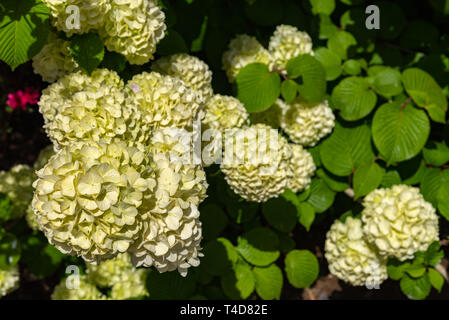 Pieno fiore di viburnum plicatum, noto anche come il giapponese snowball fiori oodemari ( ) in primavera la giornata di sole a Ashikaga parco floreale, Giappone Foto Stock