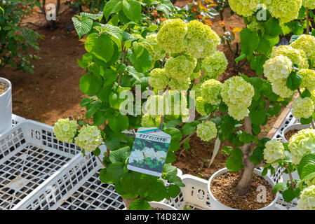 Pieno fiore di viburnum plicatum, noto anche come il giapponese snowball fiori oodemari ( ) in primavera la giornata di sole a Ashikaga parco floreale, Giappone Foto Stock