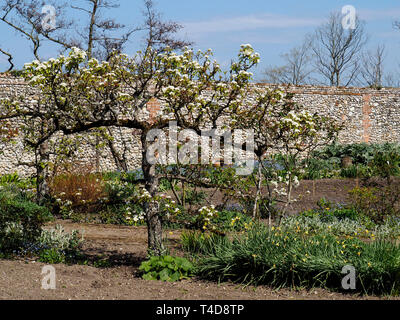Blossom sul vecchio apple a spalliera di alberi in un giardino murato con altri fiori sping in seguito. Foto Stock
