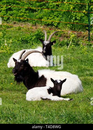 Bianco e nero Bagot capra con bambini inn un paddock erboso. La capra ha pieno di corna e le giovani bambini mostra piccole gemme di clacson. con piena di corna. Foto Stock