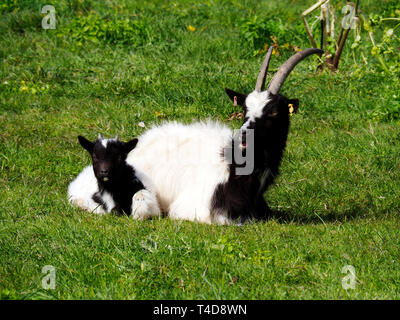 Bianco e nero Bagot capra con bambini inn un paddock erboso. La capra ha pieno di corna e le giovani bambini mostra piccole gemme di clacson. con piena di corna. Foto Stock