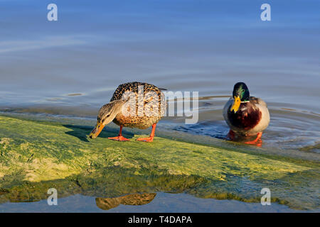 Maschi e femmine di Mallard duck, Anas platyrhynchos, alimentazione e corteggia in primavera. Focus sulla femmina bird. Foto Stock