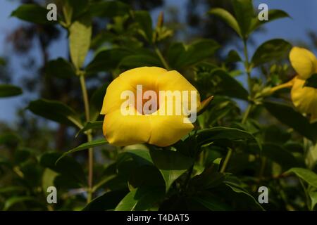 Bellissima l'Allamanda fiore Foto Stock
