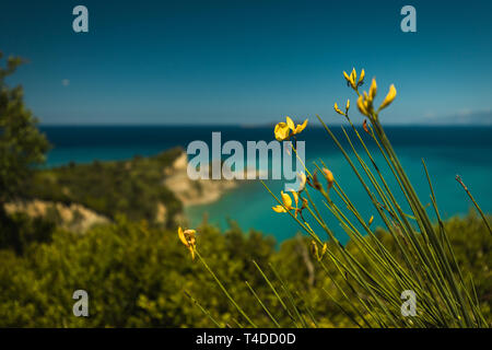 Fiore giallo piano primo con cape Drastis (Perulades) con acque blu cristallo del mare su una soleggiata giornata estiva come sfondo (Corfù, Grecia, Europa) Foto Stock
