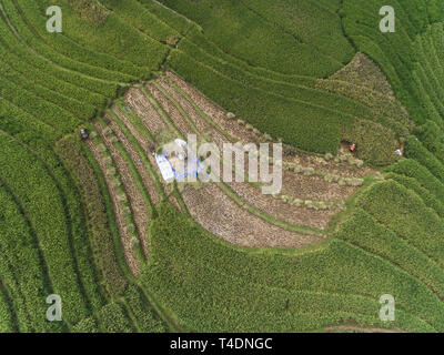 Gli agricoltori la raccolta e la pelatura paddy nel campo, girato da sopra Foto Stock