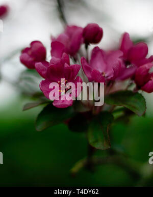 Fiore di Ciliegio in Regent's Park Foto Stock