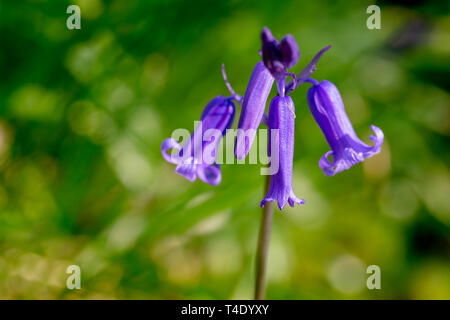 Unico stelo di un inglese Bluebell in legno Hopyards a Marbury Park, Cheshire Foto Stock