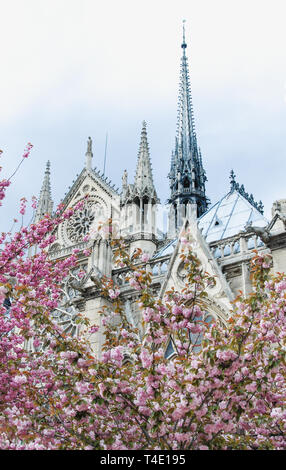 Di un bel colore rosa di alberi in fiore davanti alla Cattedrale di Notre Dame di Parigi che mostra la guglia e roofline Foto Stock