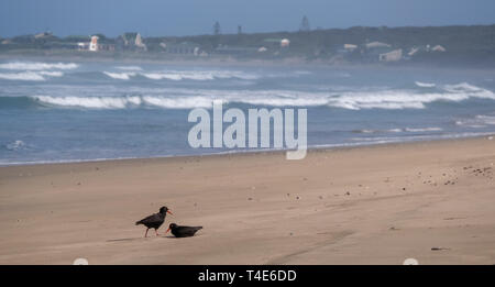 Coppia di neri africani oystercatchers sul sentiero Oystercatcher. Fotografato in Boggams baia vicino a Mossel Bay sulla Garden Route del Sud Africa Foto Stock