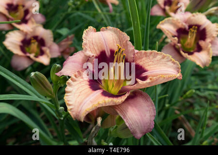 Campo di porpora e gigli gialli Foto Stock