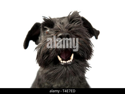 Ritratto di una miniatura nero Schnauzer masticare un biscotto Foto Stock