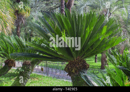 Cycas revoluta Sotetsu, sago palm, re sago, sago .cycad, Giapponese sago Palm , è una specie di gimnosperme nella famiglia Cycadaceae. Foto Stock