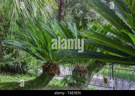 Cycas revoluta Sotetsu, sago palm, re sago, sago .cycad, Giapponese sago Palm , è una specie di gimnosperme nella famiglia Cycadaceae. Foto Stock