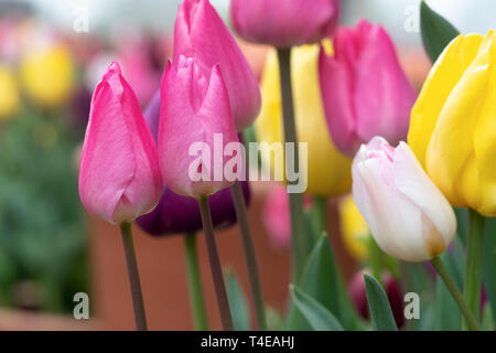 Tulipa. Pink Tulip fiori in primavera Foto Stock