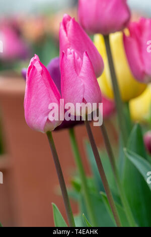 Tulipa. Pink Tulip fiori in primavera Foto Stock