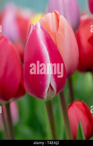 Tulipa. Il bianco e il rosso Tulip fiore in primavera Foto Stock