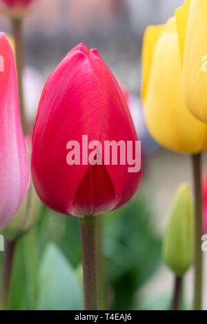 Tulipa. Il bianco e il rosso Tulip fiore in primavera Foto Stock