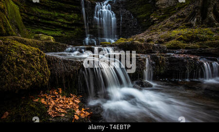 Scaleber cade giacciono in una profonda gola boscosa vicino al mercato cittadino di stabilirsi in Yorkshire Dales. Le cascate sono 40 piede alta ed una cascata di oltre limeston Foto Stock