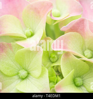 Primavera o estate fiore dello sfondo. Luce verde rosa pastello. Hortensia petali di close-up. Madre, Donna il giorno del matrimonio. Foto Stock