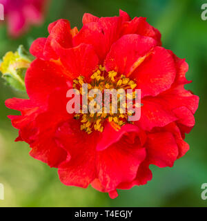 Una ripresa macro di un greenfly strisciando attraverso il centro di un rosso geum bloom. Foto Stock