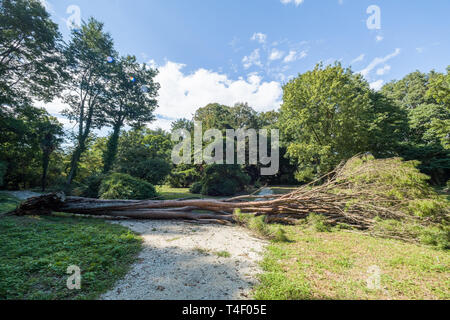 Un grande albero di pino oggetto di pratiche di dumping da un uragano in un parco della città. Un grande albero è soffiata da un vento forte. Foto Stock