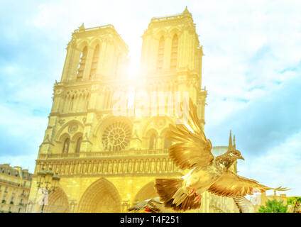 Vista dettagliata del piccione in volo in primo piano alla luce del tramonto. Famosa Cattedrale di Notre Dame de Paris, Ile de la Cite, Parigi, Francia sullo sfondo. Il Foto Stock