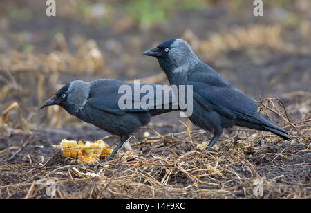 Coppia di western jackdaws alimentare insieme in un campo Foto Stock