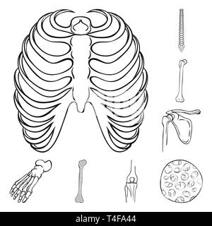 Nervatura,colonna vertebrale,femore,piedi,fibre,gabbia,chiropratica,rotto,bacino,caviglia,,ossea sana,corpo,l'osteoporosi,tibia,l'avampiede,l'epitelio,postura,frattura della gamba,,dito,fibula,l'epidermide,sterno,chirurgia,flatfoot,l'allineamento,congiunto,TENDINE,medicina clinica,,biology,medical,osso,skeleton,anatomia umana,,organi,impostare,vettore,icona,immagine,isolato,raccolta,design,l'elemento,graphic,segno,contorno,linea vettori vettore , Illustrazione Vettoriale