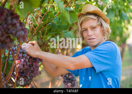 Giovane lavoratore raccolta uva in vigna Foto Stock