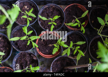Piccolo homegrown piantine di pomodoro in vasi di plastica Foto Stock