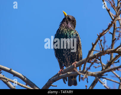 Starling comune appollaiato sulla molla albero sul cielo blu sullo sfondo Foto Stock