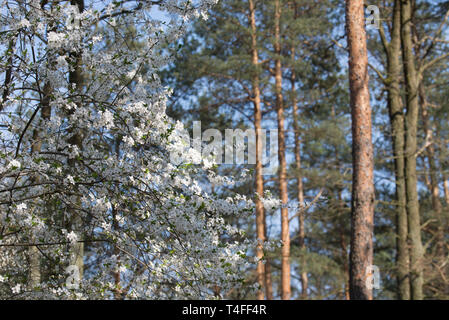 Primavera sbocciano i fiori di mirabelle prugna nella foresta Foto Stock