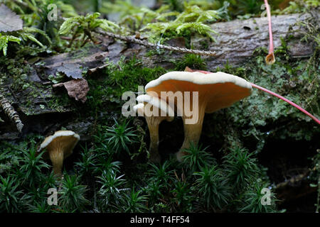 Falso chanterelle, Hygrophoropsis aurantiaca di funghi selvatici dalla Finlandia Foto Stock