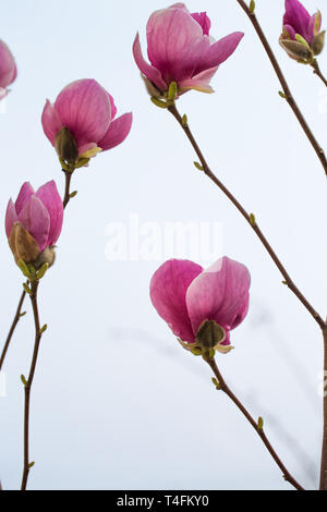 Fiori di colore rosa magnolia Foto Stock