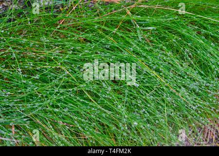 Erba bagnata Foto Stock