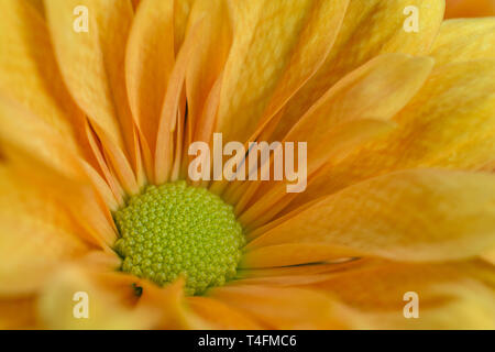 Giardino crisantemo con colorazione arancione in close-up Foto Stock