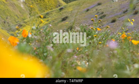 Super Bloom 2019, Carizzo Plain monumento nazionale, CALIFORNIA, STATI UNITI D'AMERICA Foto Stock